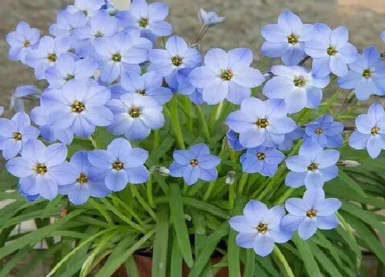 种植方法|韭兰怎么种植 栽种时间和方法