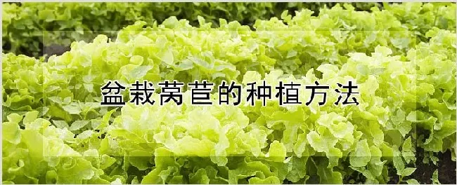 盆栽莴苣的种植方法 | 种植资料
