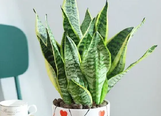 植物种类|家里面阳台种什么花好看又好养（一年四季都可以养的花）