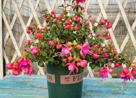 冬天植物|灯笼花耐寒吗（藤本灯笼花冬天养殖方法和注意事项）