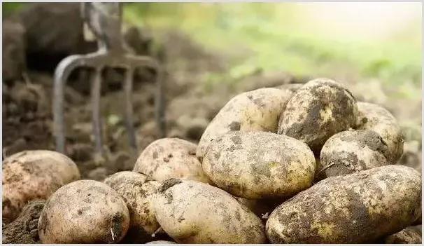 让土豆增产的种植管理技巧有哪些？ | 种植技术