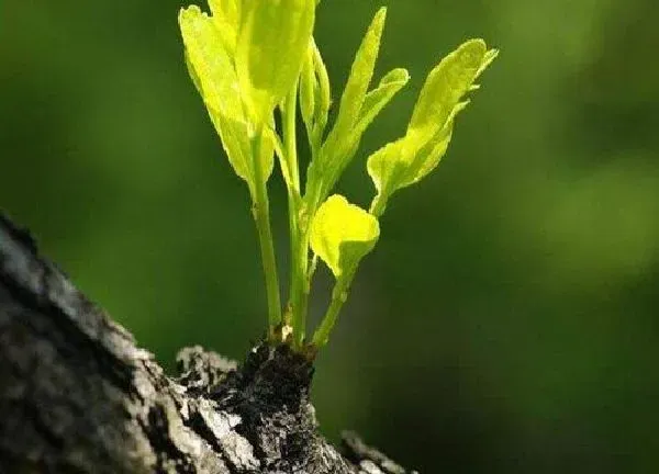 植物发芽|枣树苗什么时候发芽长叶