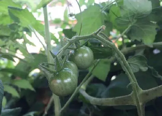 植物病害|番茄常见病害图谱和防治方法 番茄容易得的十种病