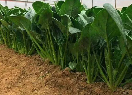 植物种类|适合秋播的蔬菜有哪些 适合秋天种植的蔬菜品种