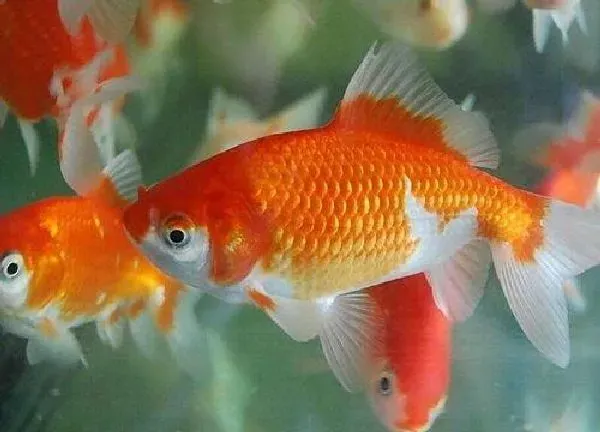 植物浇水|养鱼的水可以直接浇花吗 鱼缸水浇花方法