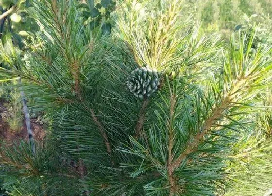 种植管理|果松几年结果实