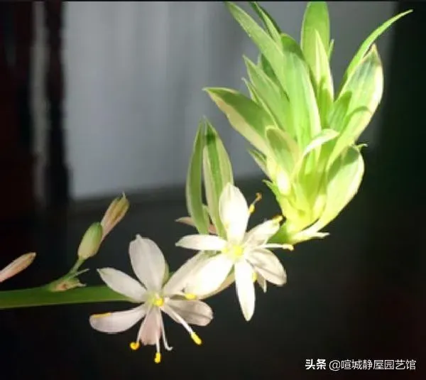 养殖方法|吊兰怎么养才能快速抽藤（怎么养护控制吊兰抽更多枝）