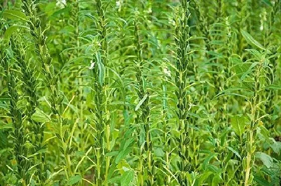 植物育苗|芝麻几天出苗 播种后多长时间出苗