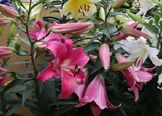 种植管理|百合花什么时候种植最好
