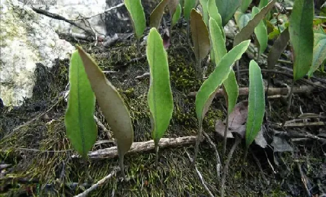 植物百科|肾精草和石韦的区别