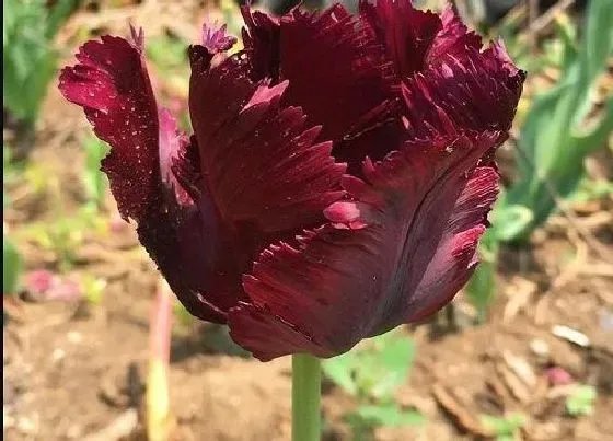 植物排行|黑色植物有哪些