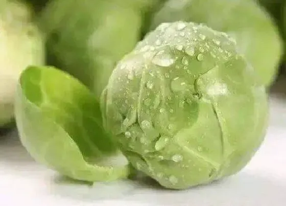 种植管理|卷心菜几月份种植合适