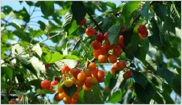 樱桃如何修剪?有哪些修剪方法?修剪时间要注意什么? | 种植技术