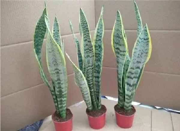 植物移栽|虎皮兰怎么移植 掌握移栽时间和方法是关键