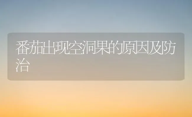 番茄出现空洞果的原因及防治 | 瓜果种植