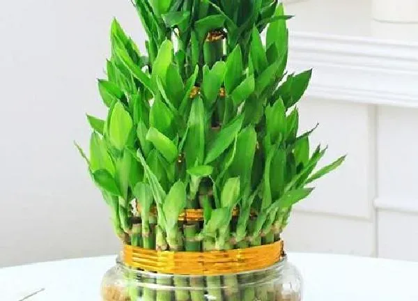 养殖方法|富贵竹怎么养才能更旺盛