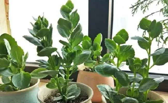 不开花|为什么我家的长寿花不开花（长寿花买来老是不开花的原因）