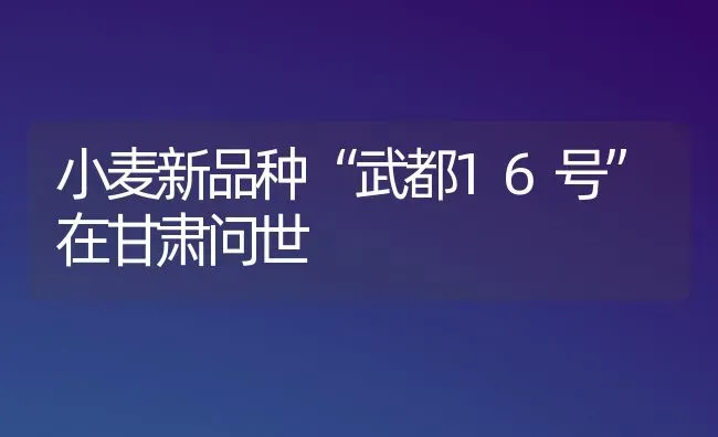 小麦新品种“武都16号”在甘肃问世 | 粮油作物种植