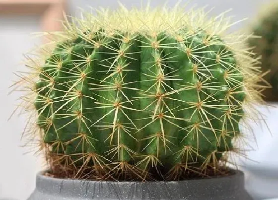 植物施肥|仙人球施什么肥最好
