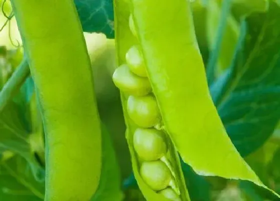 夏天植物|豌豆夏天可以种吗