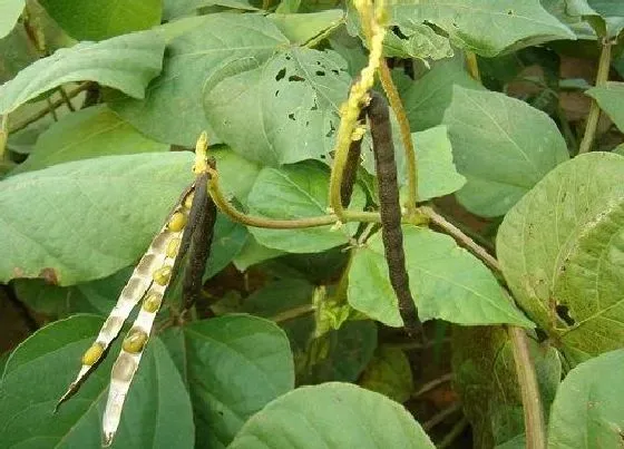 植物施肥|绿豆底肥放什么肥好，底肥施用方法）