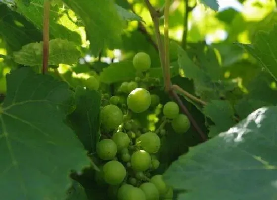 果实成熟|葡萄什么季节成熟采摘 成熟上市时间