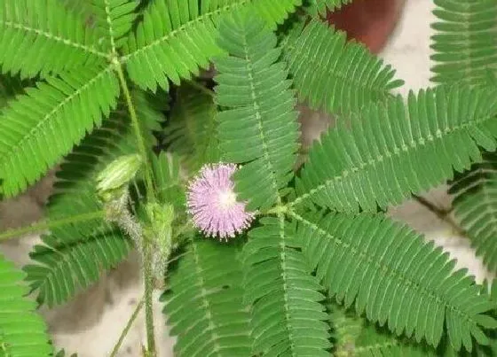 习性特点|害羞草的样子和特点描写