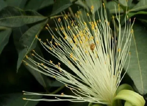 植物百科|招财树会开花吗 开花是什么样子的