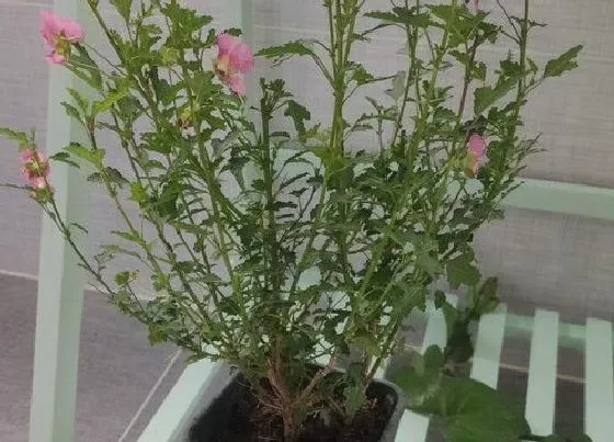 掉叶子|木槿冬天落叶吗