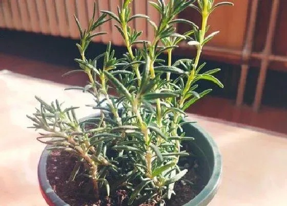 植物百科|紫苏是什么植物