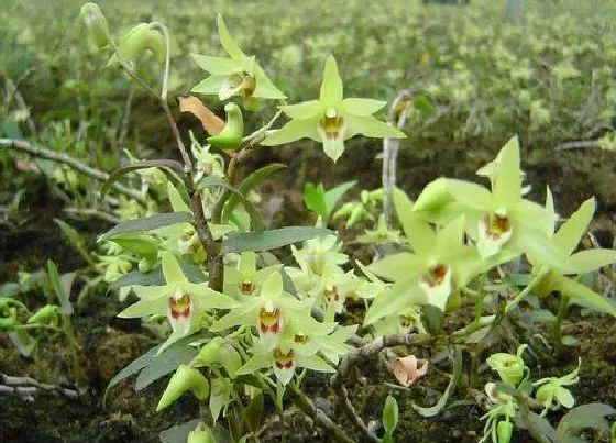 种植管理|石斛什么时候收割最好