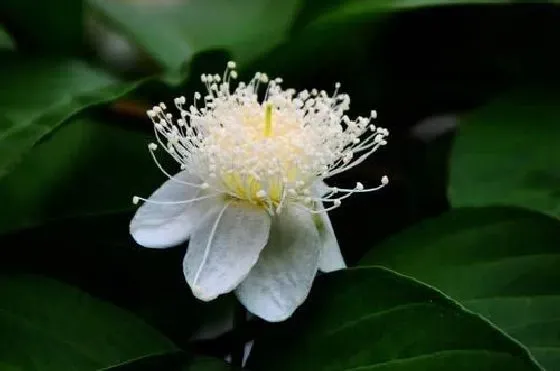 果实科普|番石榴几月开花结果 什么时候开花结果