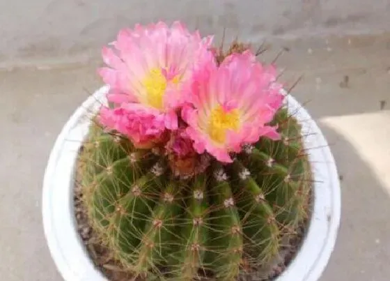 植物种类|家里面阳台种什么花好看又好养（一年四季都可以养的花）