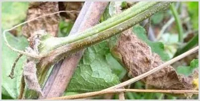 蔬菜青枯病和蔓枯病的用药方案 | 种植技术