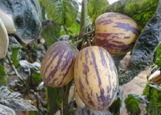 植物产地|人参果产地在哪里