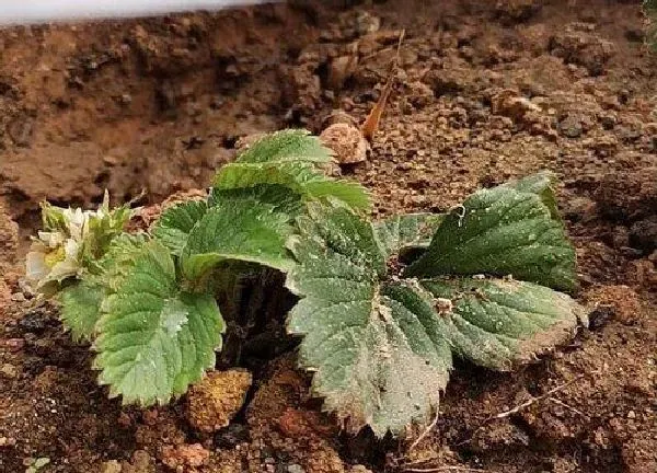 植物移栽|草莓移栽时间和方法 移栽草莓的最佳时间及技术