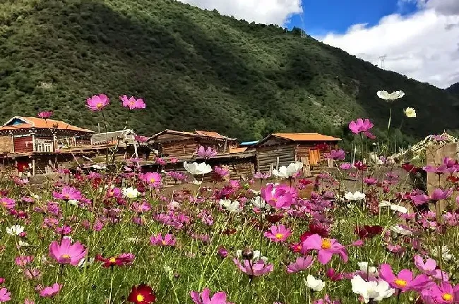 花语|格桑花的花语是什么意思与含义