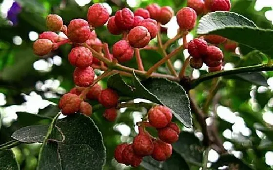 植物病害|花椒黄叶病用什么药效果好