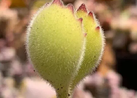 植物繁殖|熊爪多肉怎么繁殖方法和注意事项