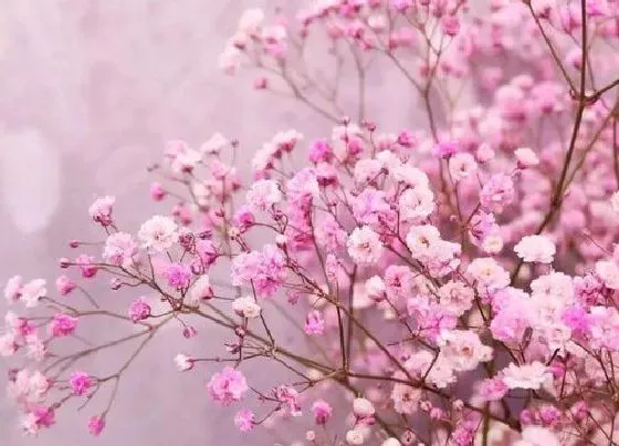 花语|不同颜色满天星的花语