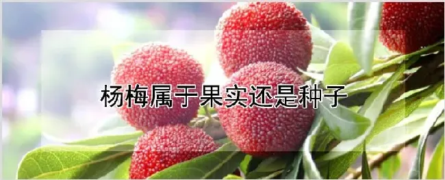 杨梅属于果实还是种子 | 种植技术