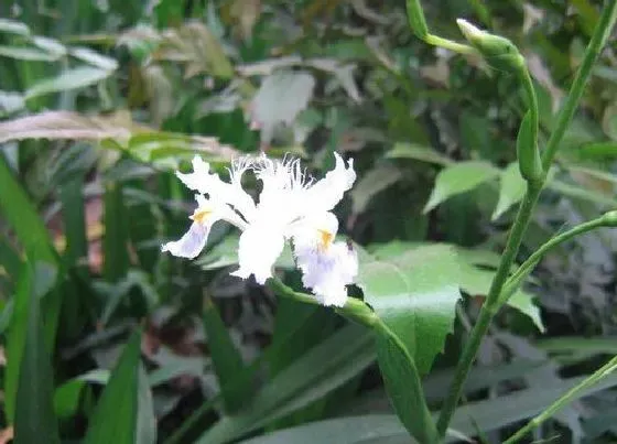 花期|鸢尾兰花期多久时间