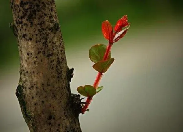 植物发芽|紫薇什么时候发芽长叶