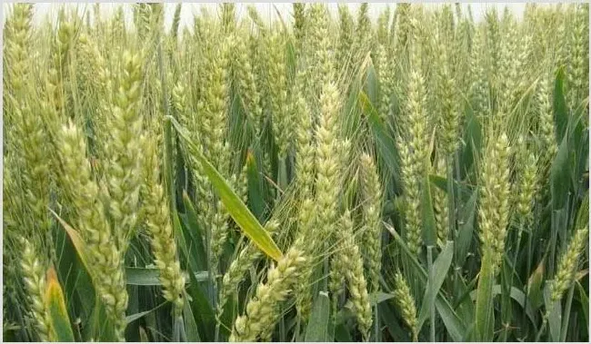 小麦霜霉病的危害大吗？病例特征与防治方法介绍 | 种植施肥