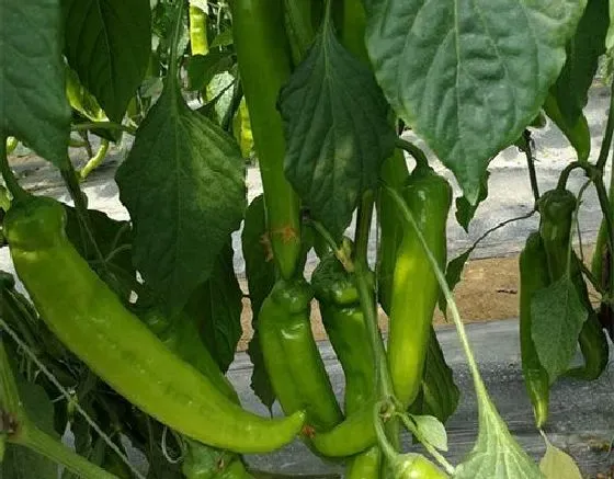 种植管理|辣椒打顶时间及方法步骤(图解)