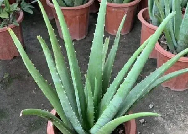 植物换土|芦荟换土时间和方法 换土后养护措施及注意事项