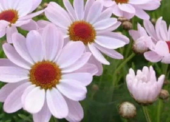 花语|什么花代表暗恋