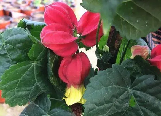 冬天植物|灯笼花耐寒吗（藤本灯笼花冬天养殖方法和注意事项）