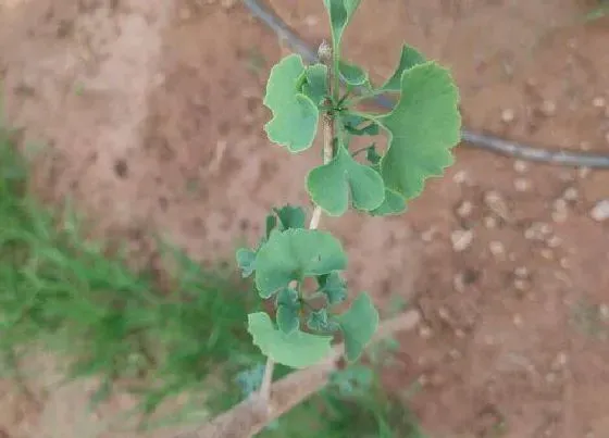 植物种类|银杏是树还是花