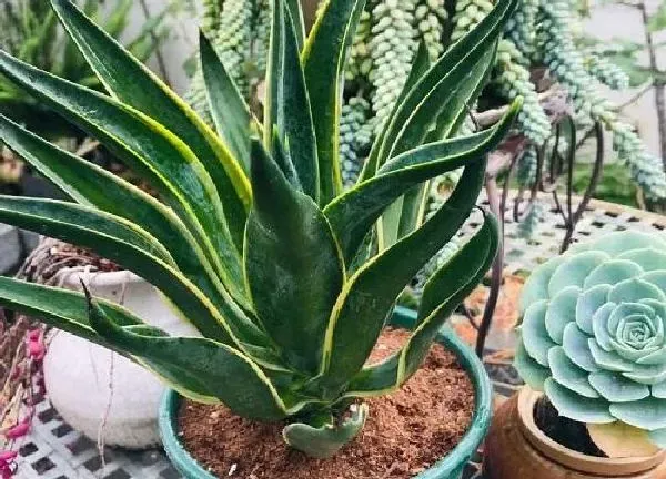 植物浇水|龙舌兰多久浇一次水